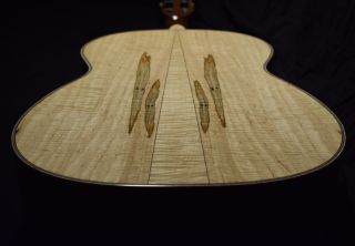 Ambrosia-Maple-Back